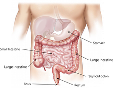 Gut image