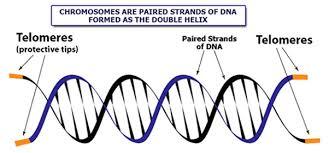 telomere activator